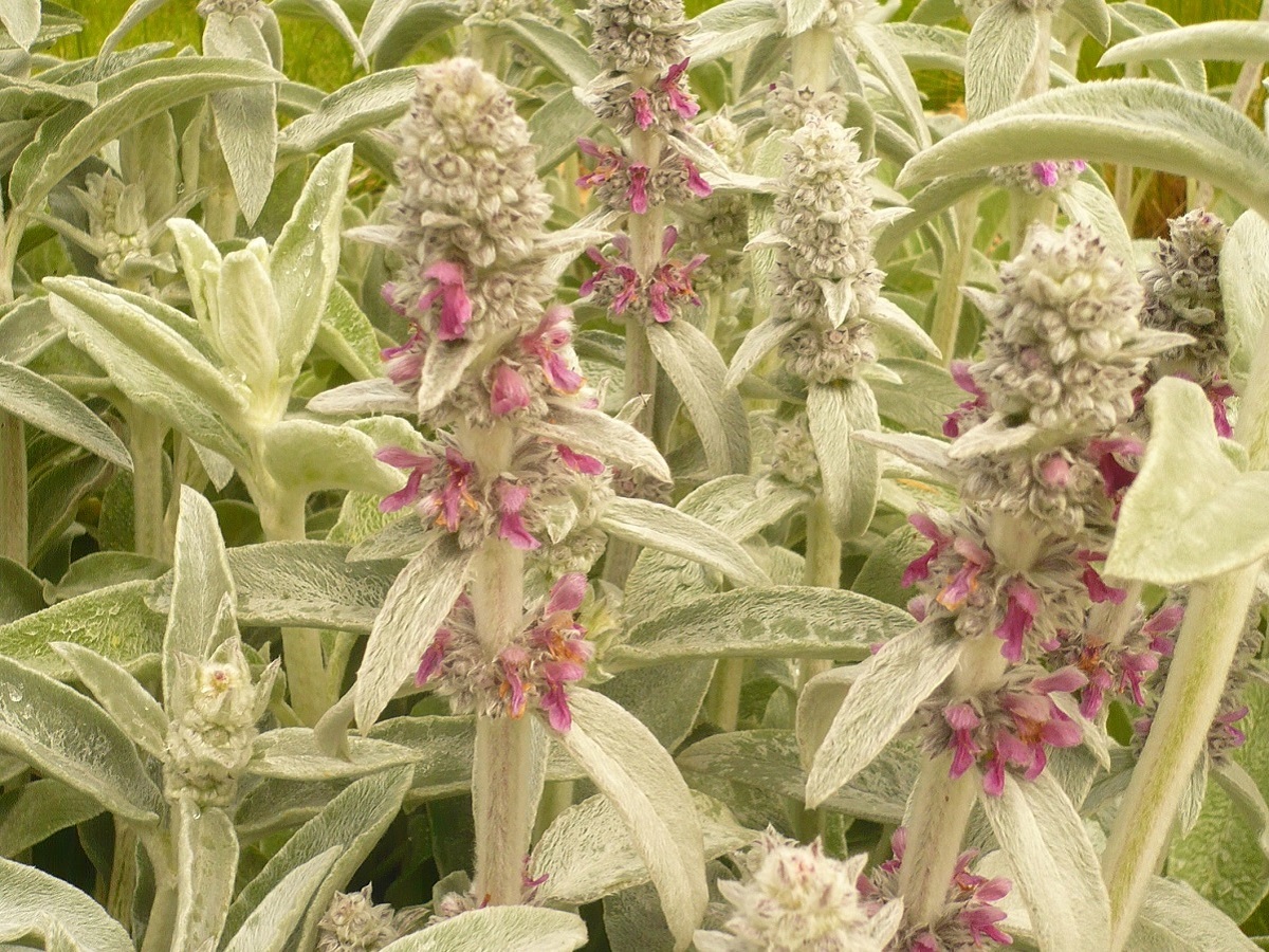 Stachys byzantina (Lamiaceae)